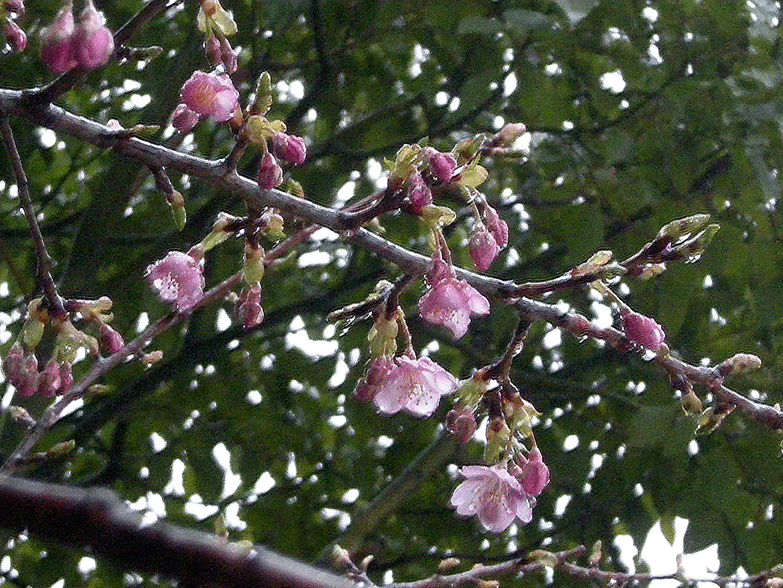 a0001354_22363178.gif