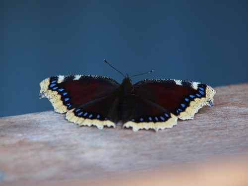 e0305074_22292475.jpg