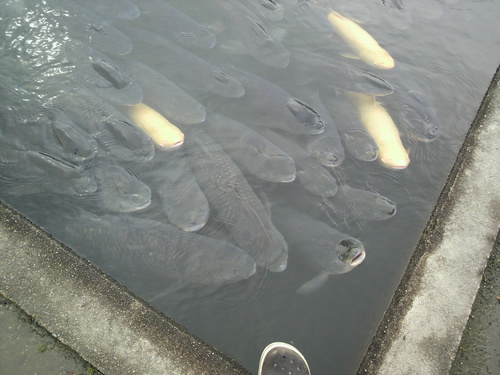 e0081989_8275018.jpg
