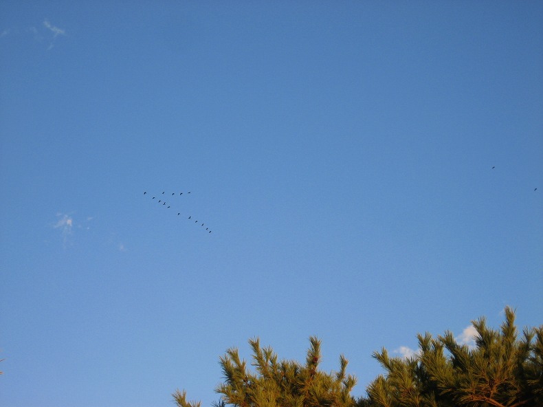 c0204298_16593033.jpg