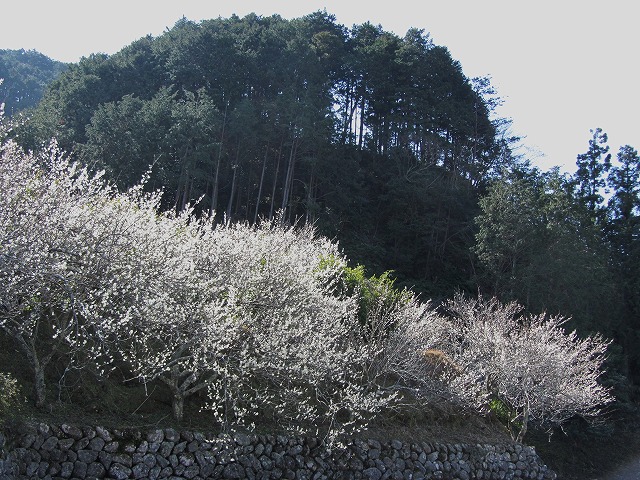 d0154609_13352778.jpg