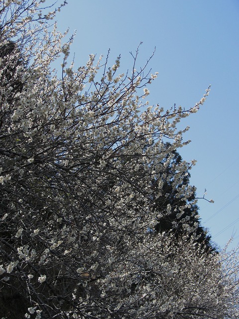 d0154609_13362840.jpg