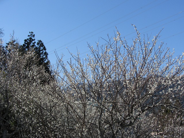 d0154609_13392636.jpg
