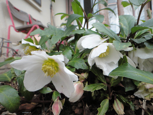 c0197829_1344114.gif
