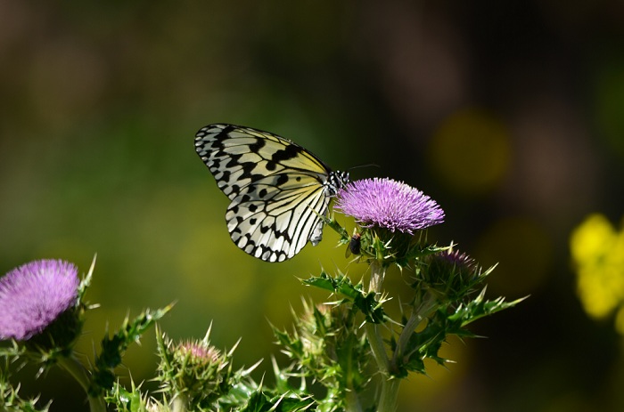 a0146442_965061.jpg