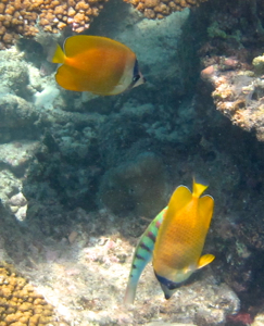 f0190653_1352483.jpg
