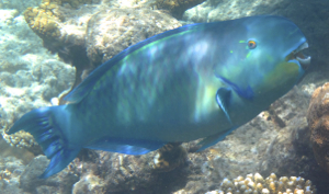 f0190653_139048.jpg