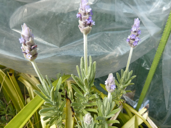 e0278968_23112762.jpg