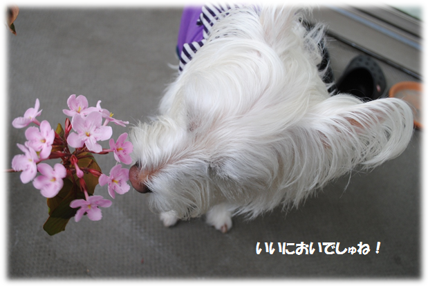 b0242873_073685.png