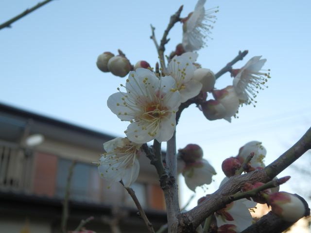 f0130894_1737234.jpg