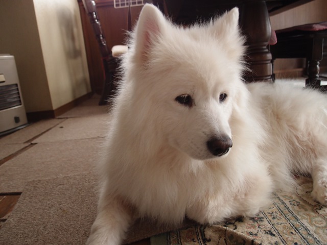 e0018604_20551381.jpg