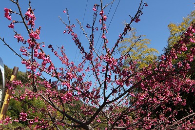 a0249510_204713100.jpg
