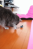 e0255721_10502190.gif