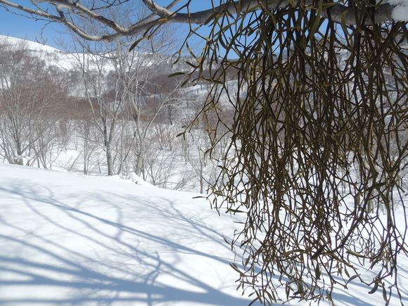f0118332_20351477.jpg