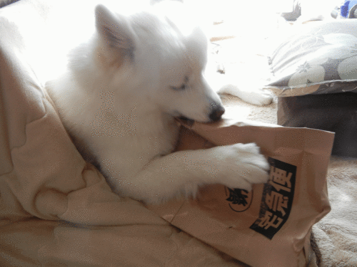 a0269552_18212626.gif