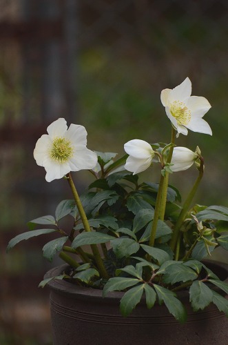 c0186463_23302190.jpg