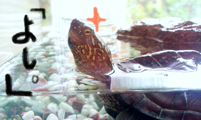 a0205596_21251562.png