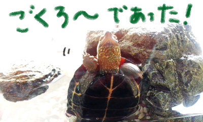a0205596_2131924.png