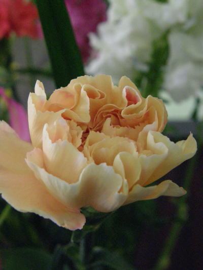 e0017396_21312176.jpg