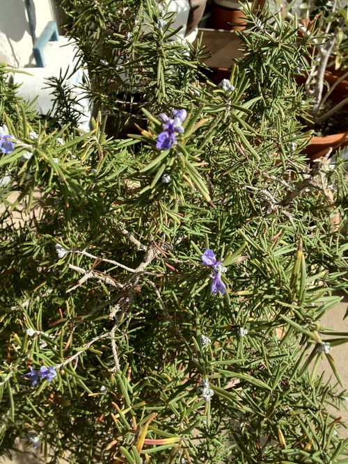c0172504_10501322.jpg