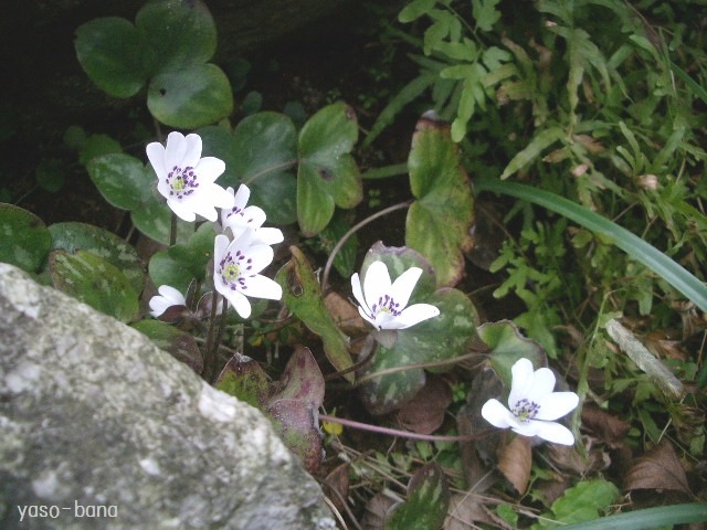 e0025300_16294040.jpg
