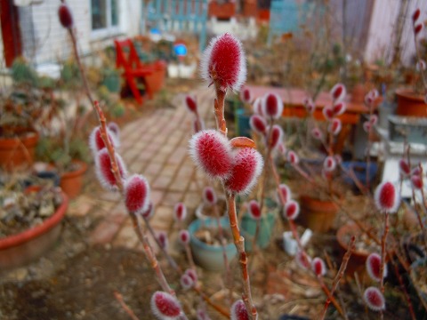 c0117007_2020142.jpg