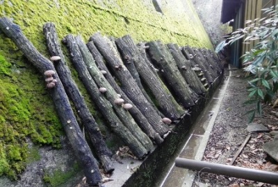 f0213825_942199.jpg