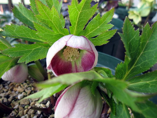 c0147952_2131619.jpg