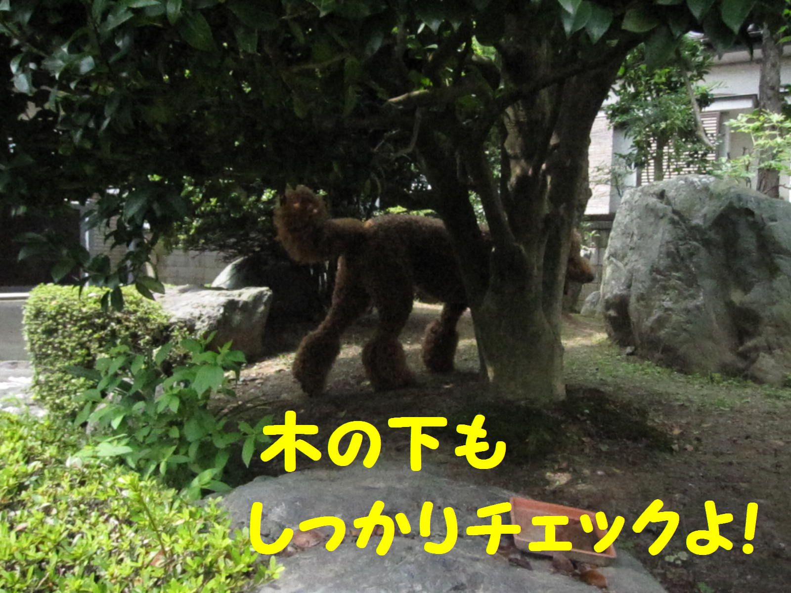 c0283778_17111441.jpg