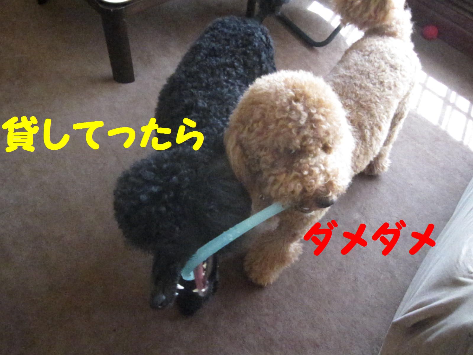 c0283778_1810528.jpg