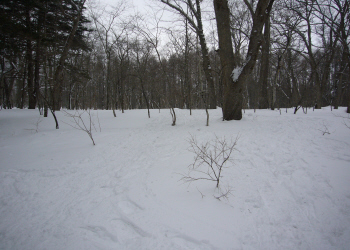 c0125996_15155896.jpg