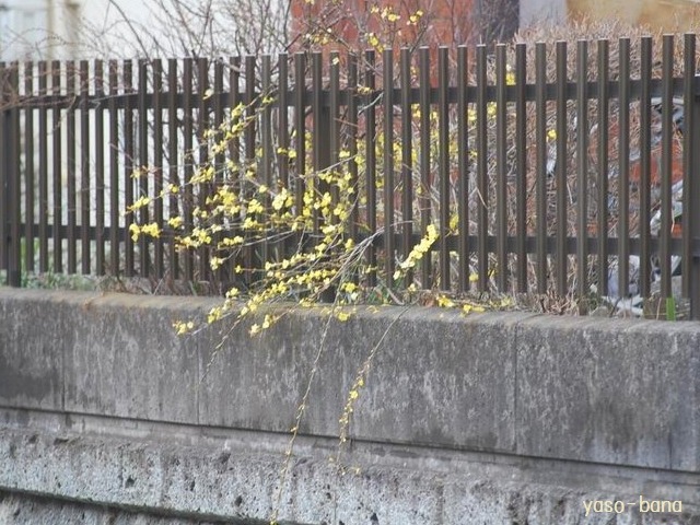 e0025300_1303799.jpg