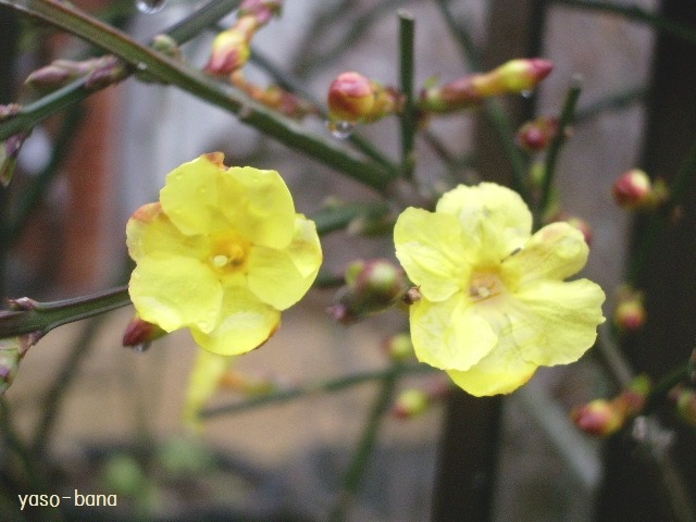e0025300_13101081.jpg