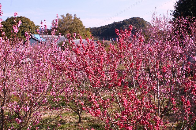 d0154609_1850799.jpg