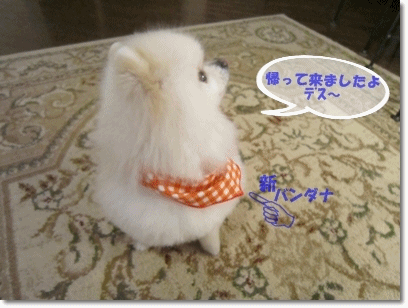 b0167519_14502622.gif