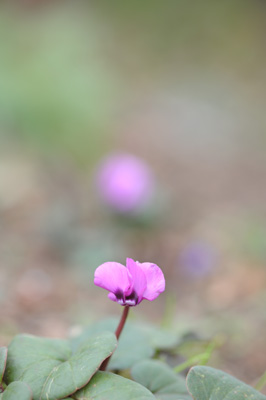e0054635_21543528.jpg
