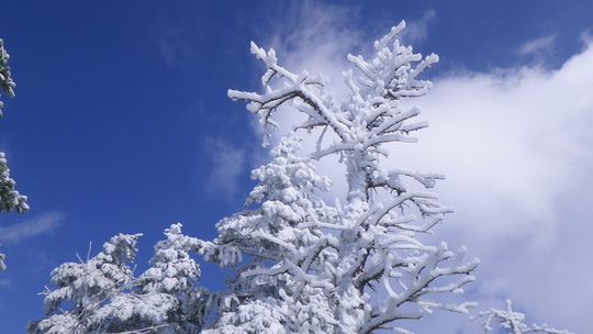 c0042847_18521215.jpg