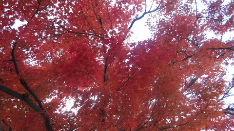 c0283778_1611946.jpg