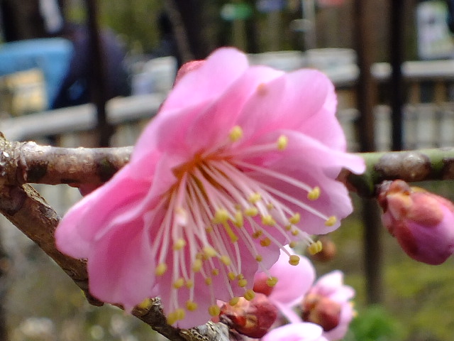 e0145782_20115211.jpg