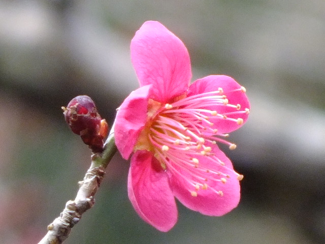 e0145782_20133230.jpg