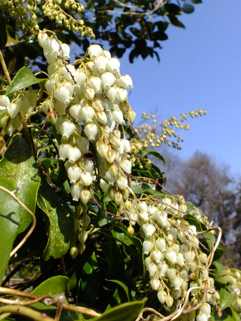 e0145782_20232692.jpg