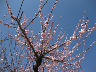 c0155198_22432843.jpg