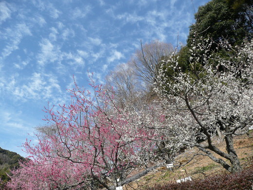 c0009528_22265467.jpg