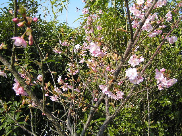 c0283850_1111982.jpg