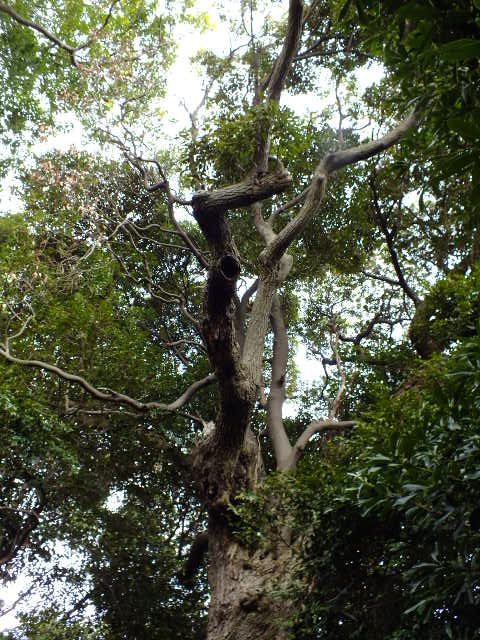 e0145782_17194941.jpg