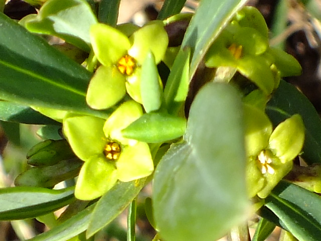 e0145782_1726167.jpg