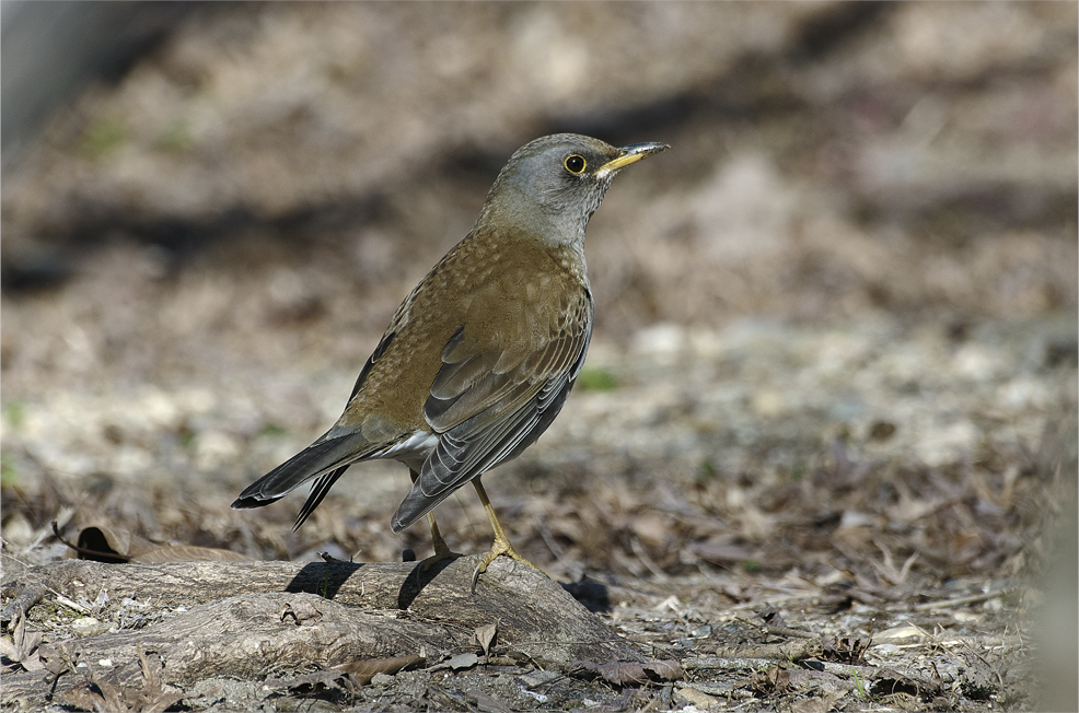 d0209988_2025144.jpg