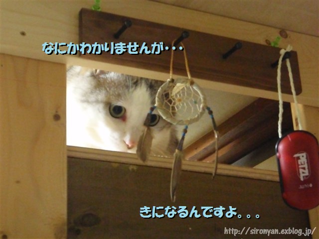 a0159490_15473218.jpg