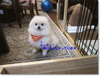 b0167519_16151956.gif