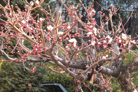 e0088260_22312380.jpg